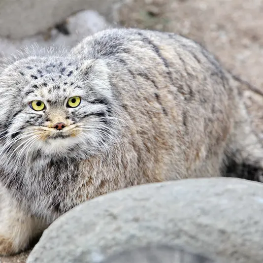 カラコル動物園のクニャージュナ・カラコリスカヤの写真