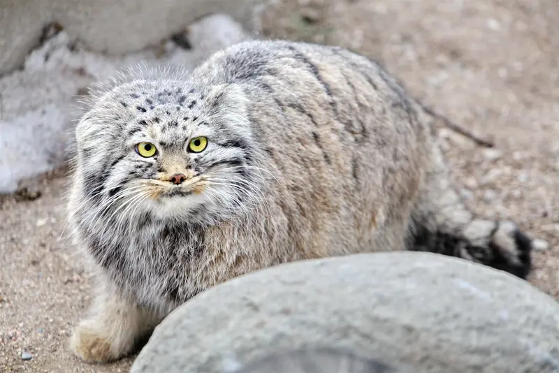 カラコル動物園のクニャージュナ・カラコリスカヤの写真