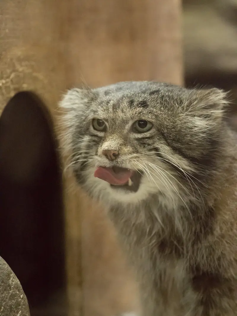恩賜上野動物園のクリョンの写真