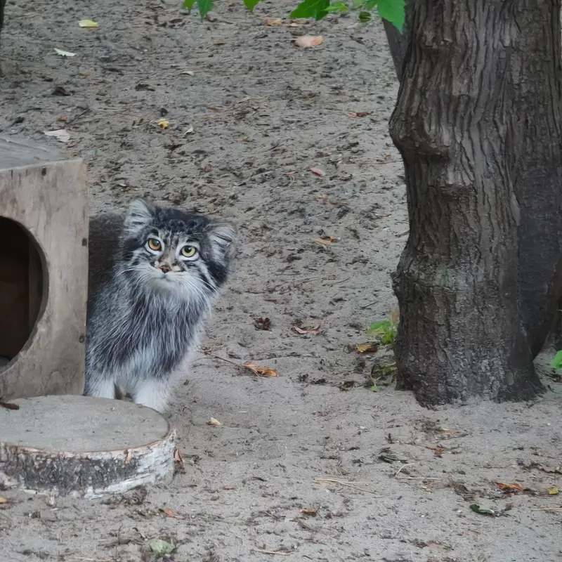 ノヴォシビルスク動物園のカトゥンの写真