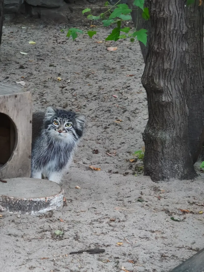 ノヴォシビルスク動物園のカトゥンの写真