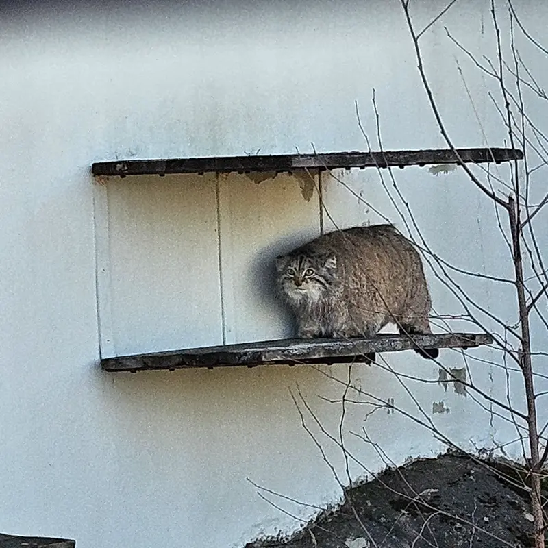 コルケアサーリ動物園のミミの写真
