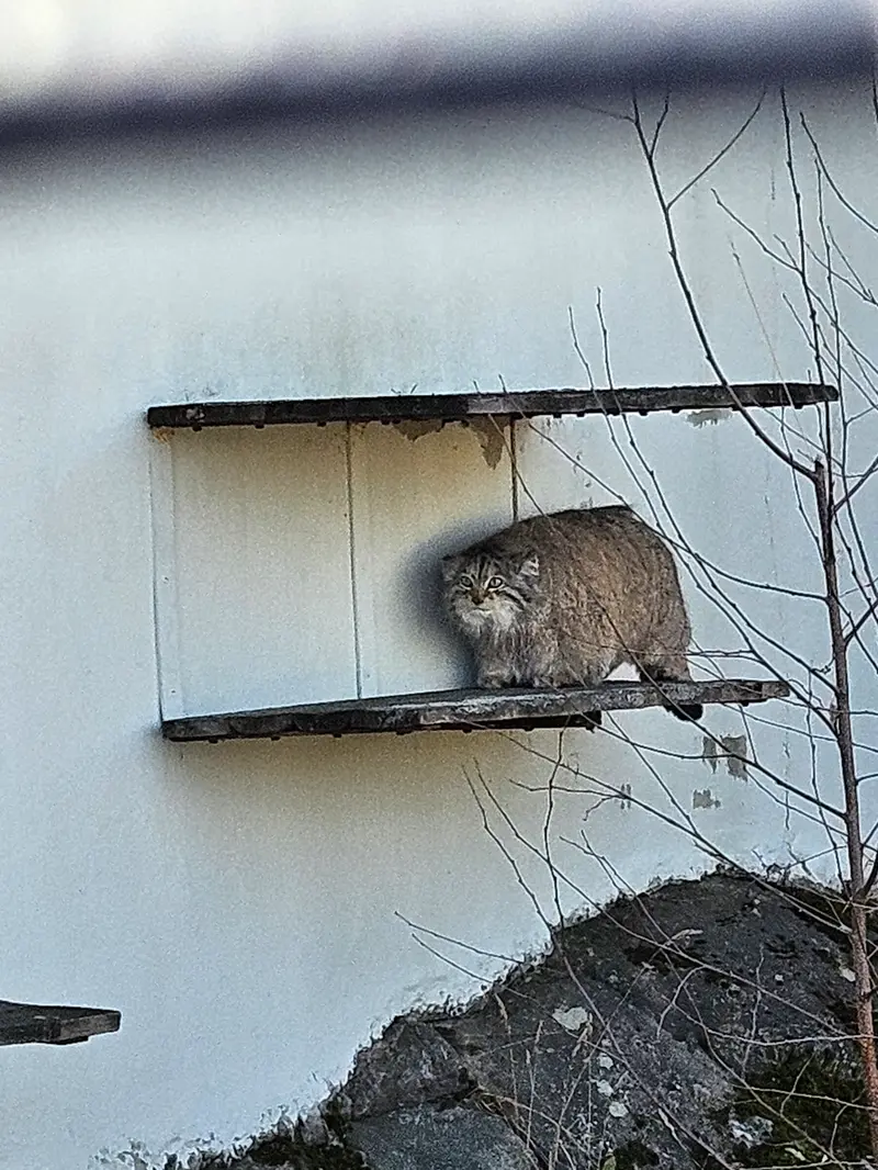 コルケアサーリ動物園のミミの写真