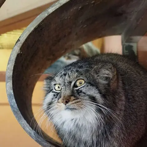 埼玉県こども動物自然公園のシャルの写真