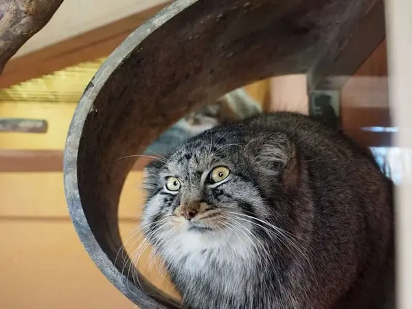 埼玉県こども動物自然公園のシャルの写真