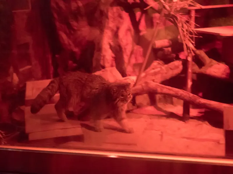 恩賜上野動物園のナイマの写真