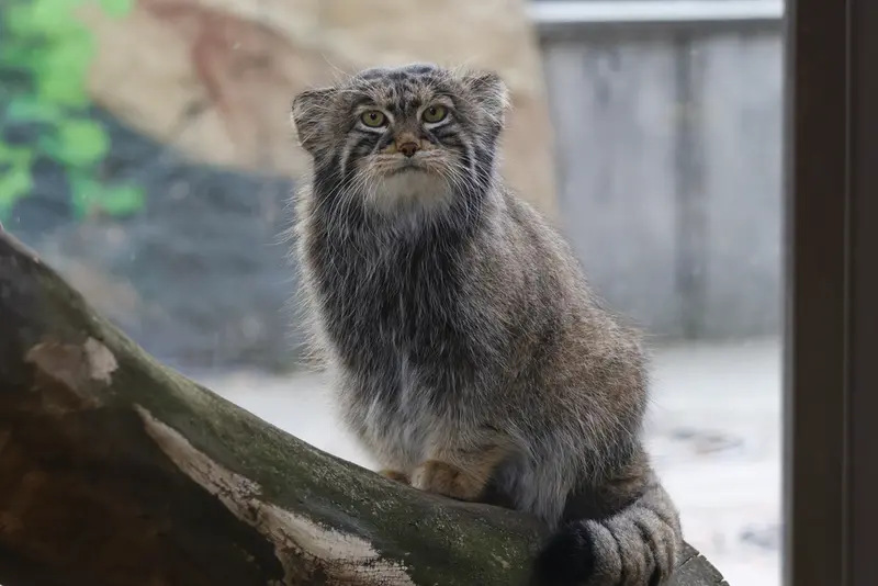 モスクワ動物園のティモフェイの写真