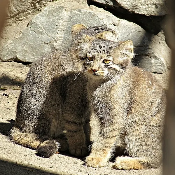 ノヴォシビルスク動物園のマヌルネコの写真