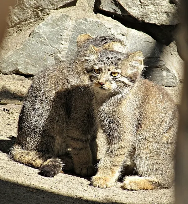 ノヴォシビルスク動物園のマヌルネコの写真