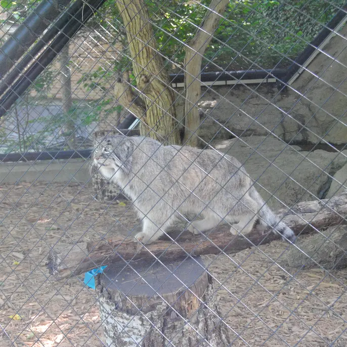シンシナティ動物園のムーシューの写真