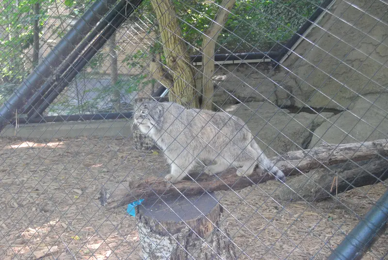 シンシナティ動物園のムーシューの写真