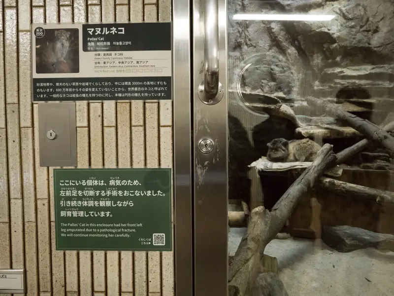 恩賜上野動物園のプリームラの写真