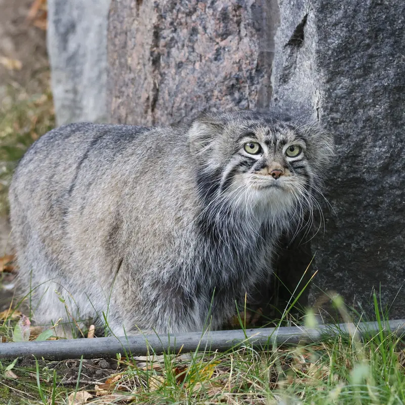 マヌルネコの写真