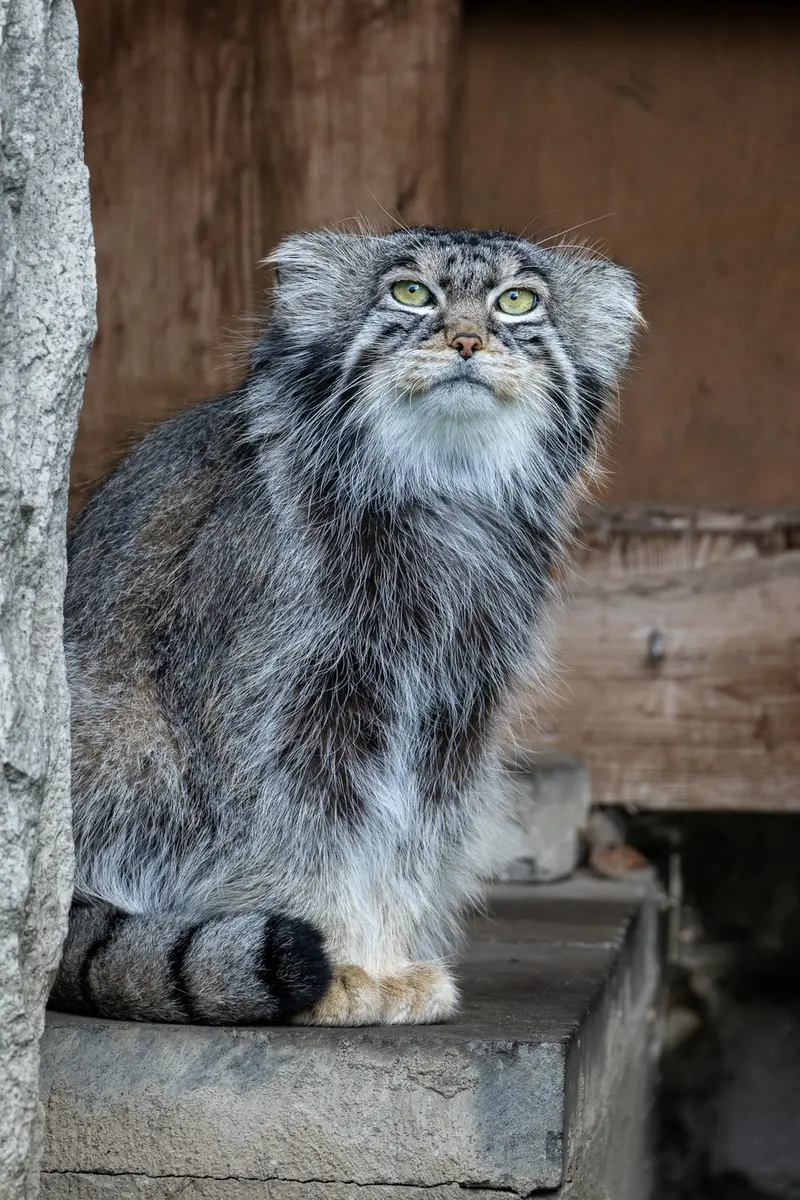 モスクワ動物園のティモフェイの写真
