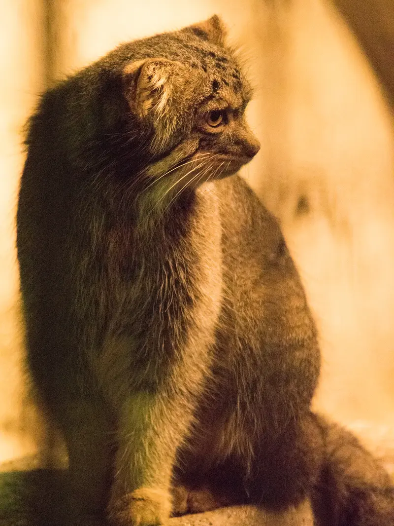 野毛山動物園のフィーガの写真