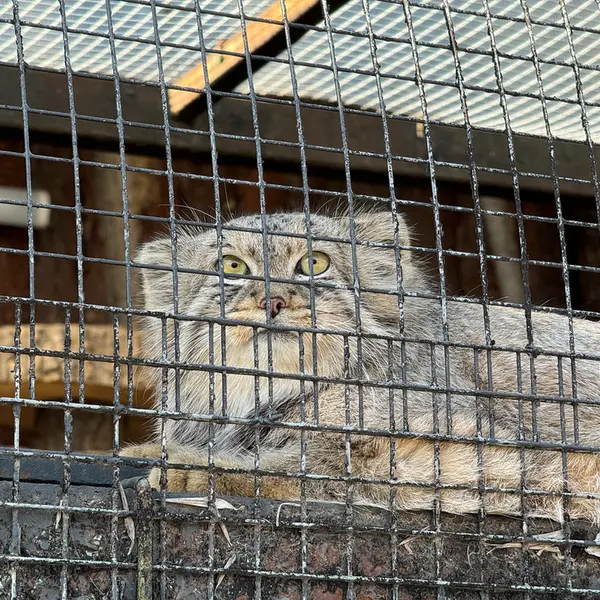 レニングラード動物園のシューの写真
