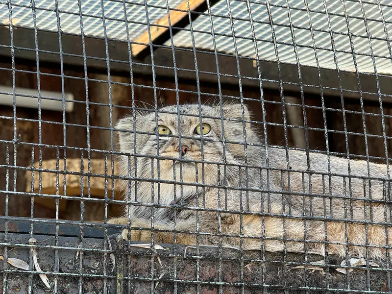 レニングラード動物園のシューの写真