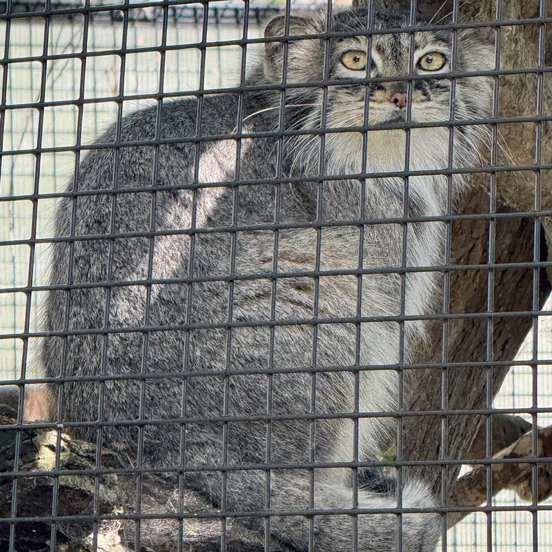 ニアイビ動物園のイーヴィーの写真