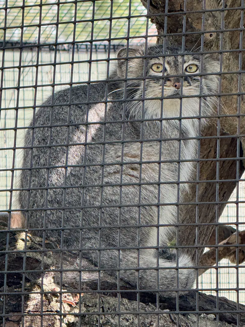 ニアビ動物園のイーヴィーの写真