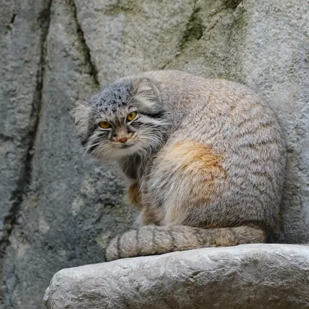 ユタズ・ホグル動物園のマヌルネコのオルダ