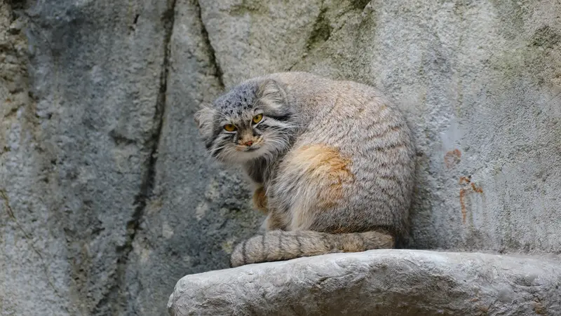 コロンバス動物園・水族館のオルダの写真