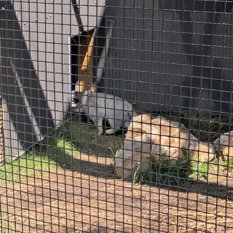 エルムウッド・パーク動物園のマヌルネコの写真