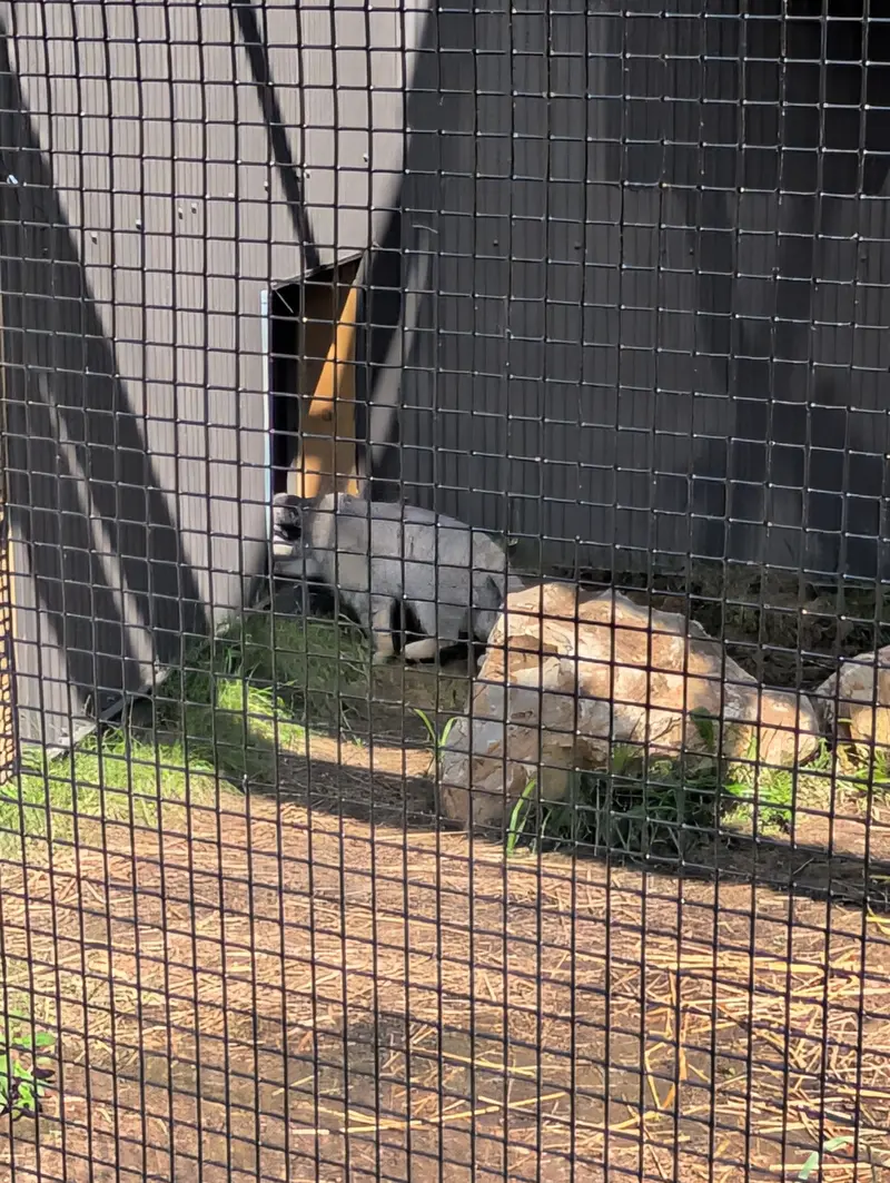 エルムウッド・パーク動物園のマヌルネコの写真