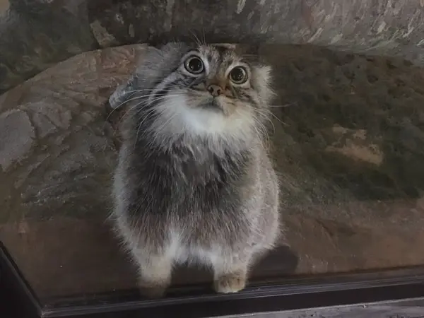 マヌルネコの写真