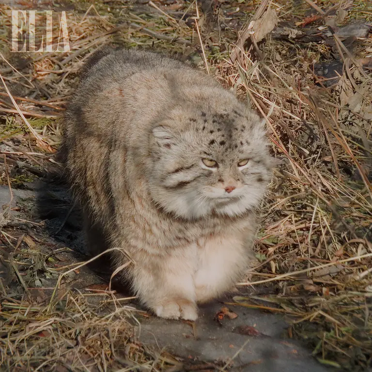 カルガリー動物園 / ワイルダー研究所のオラフの写真