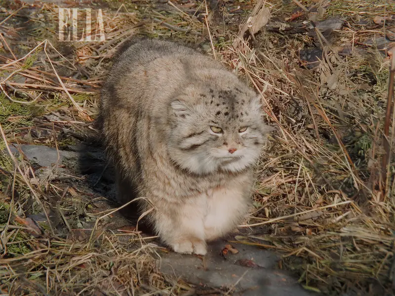 カルガリー動物園 / ワイルダー研究所のオラフの写真