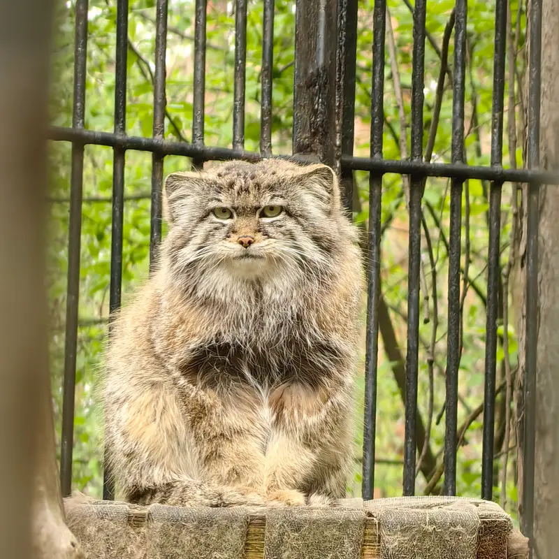 ノヴォシビルスク動物園のシルヴェスターの写真