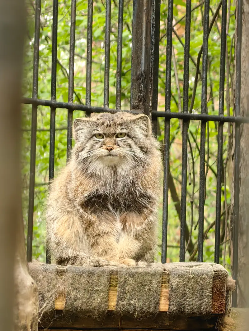 ノヴォシビルスク動物園のシルヴェスターの写真