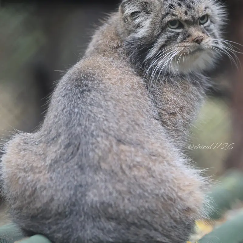ノヴォシビルスク動物園のジョージの写真