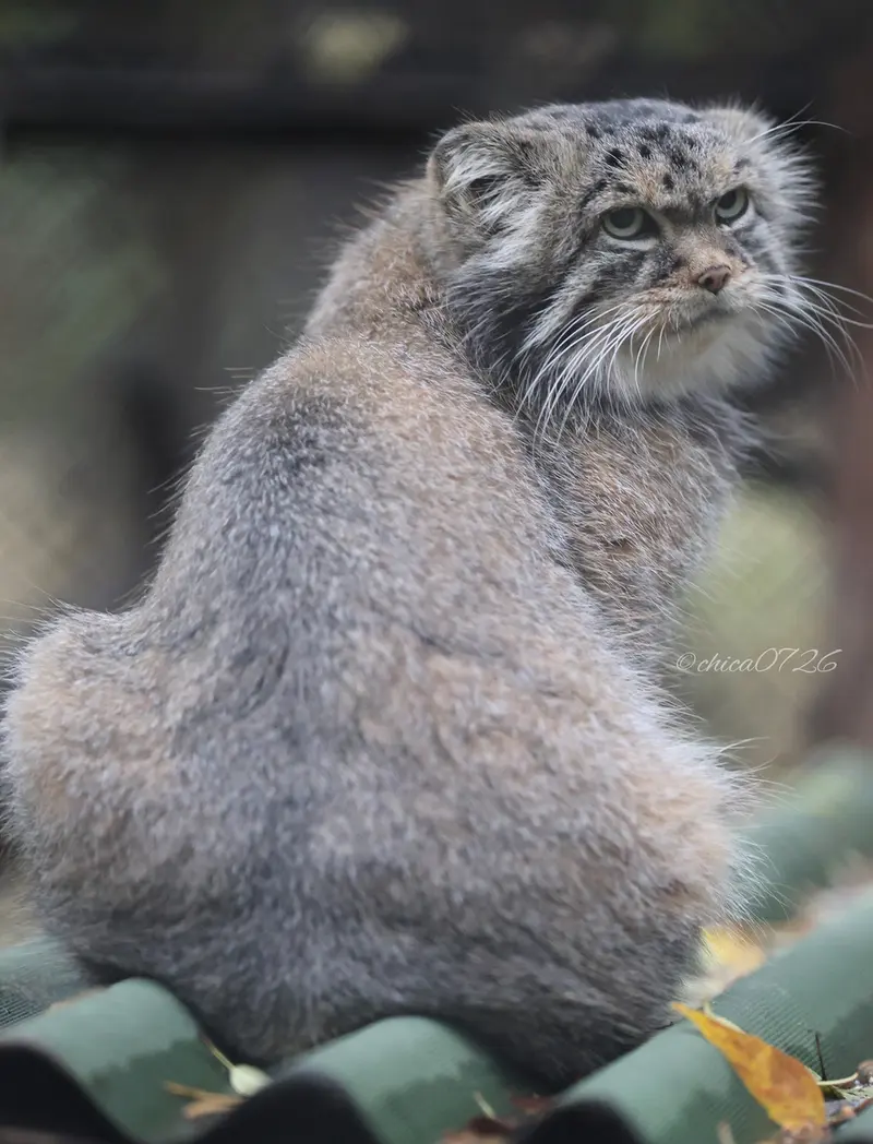 ノヴォシビルスク動物園のジョージの写真