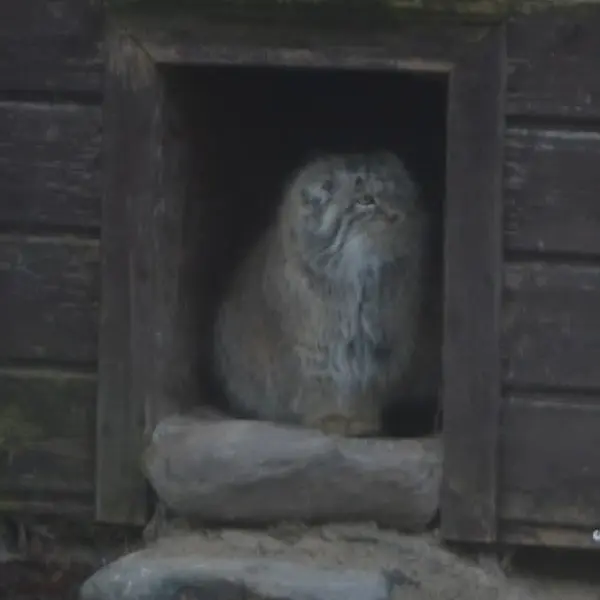 ポズナン新動物園のボジェンカの写真