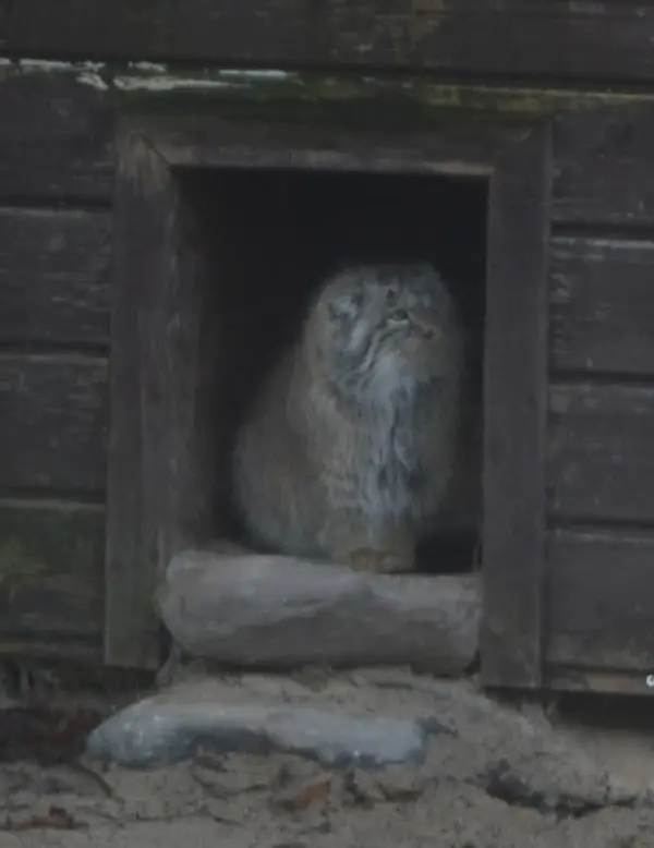 ポズナン新動物園のボジェンカの写真