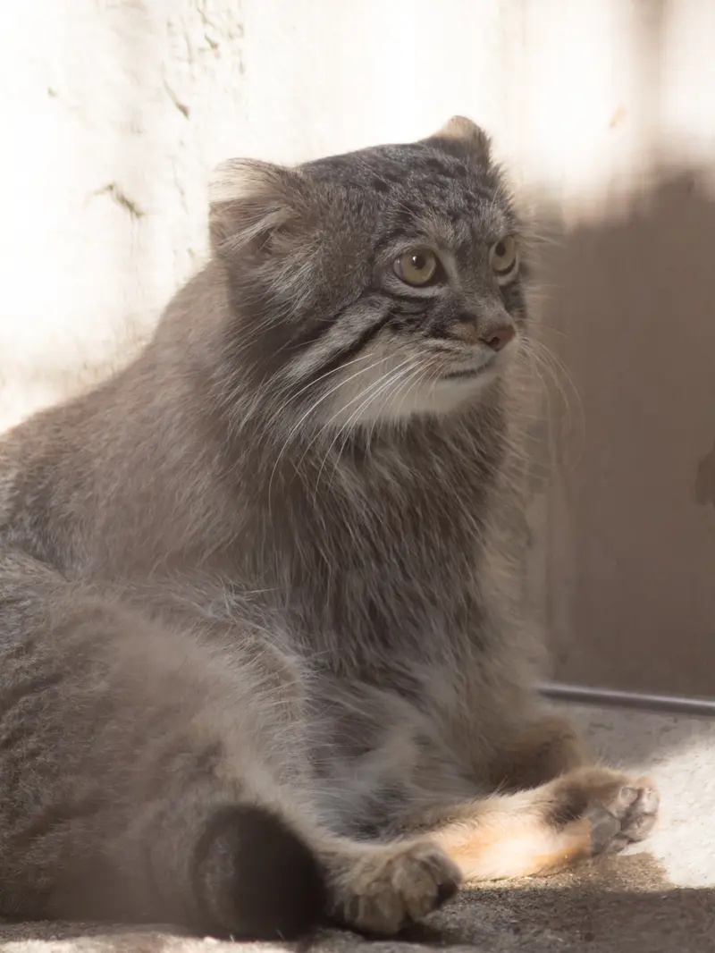 野毛山動物園のフィーガの写真