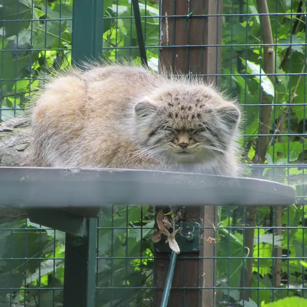 デッサウ動物園のマンニの写真