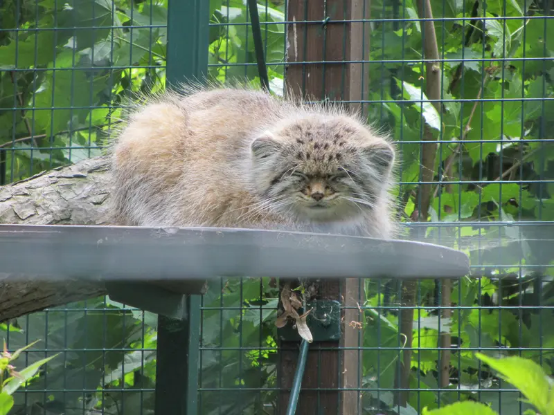 デッサウ動物園のマンニの写真