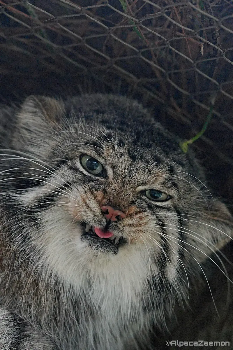 神戸どうぶつ王国のアズの写真