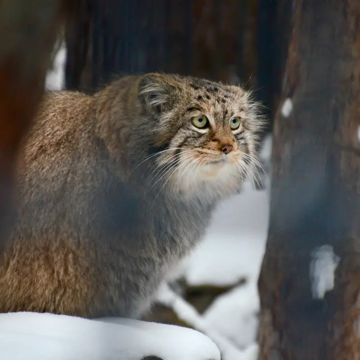 ノヴォシビルスク動物園のシェブの写真