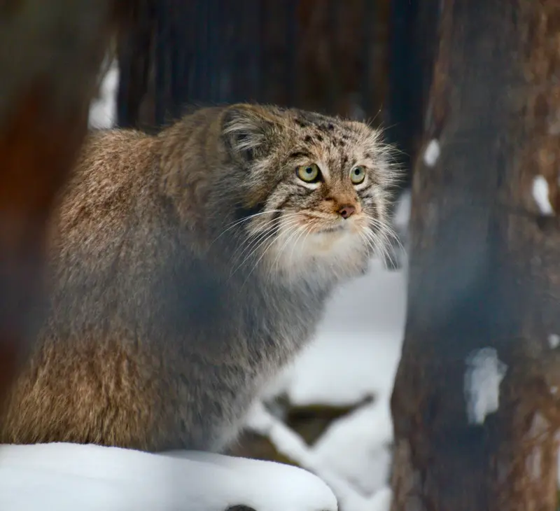 ノヴォシビルスク動物園のシェブの写真