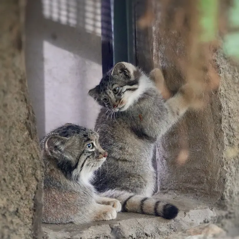 神戸どうぶつ王国のアズとナギの写真