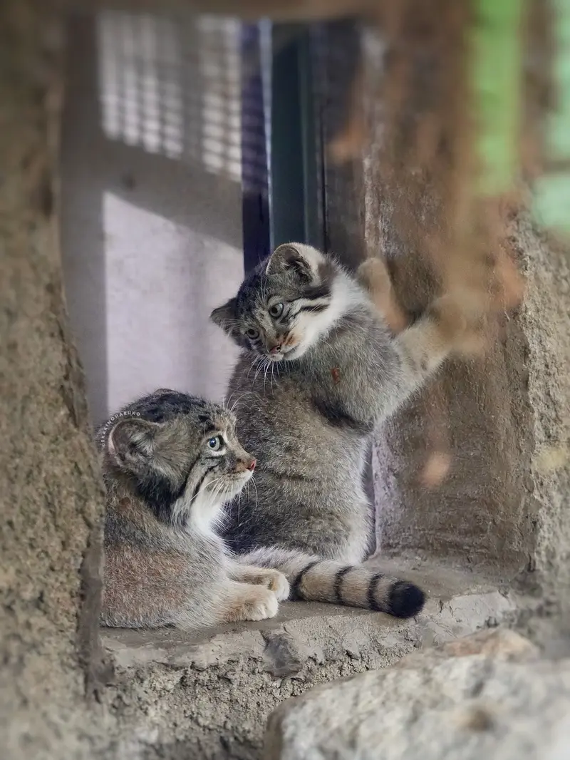 神戸どうぶつ王国のアズとナギの写真