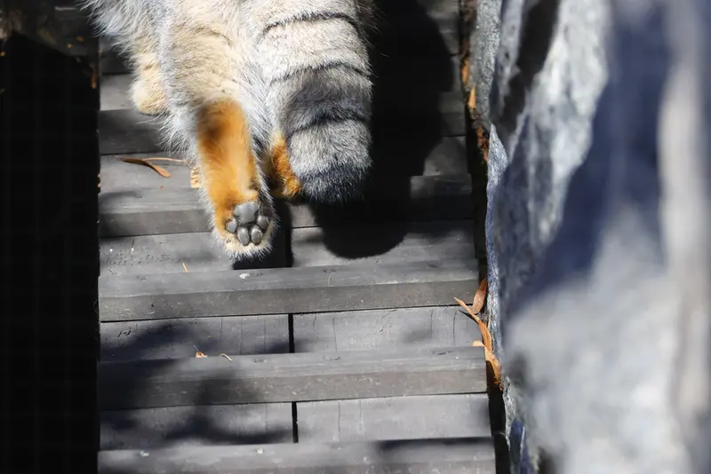モスクワ動物園のティモフェイの写真