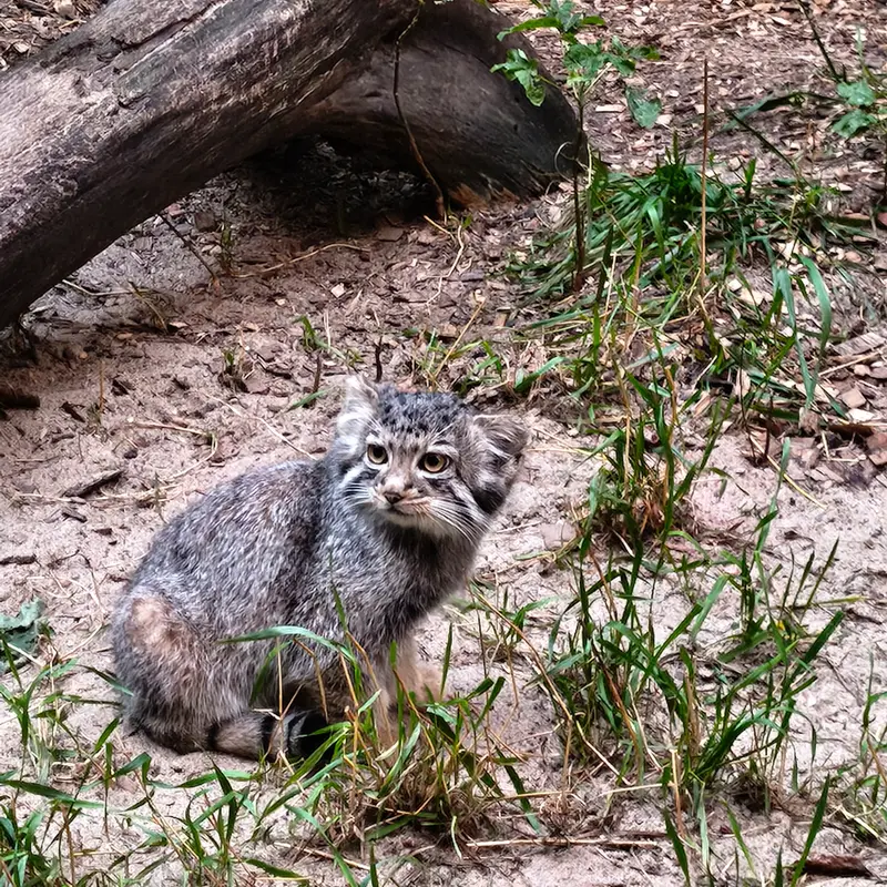 Novosibirsk ZooのKitten of イヴ b.2026 Ⅳの写真