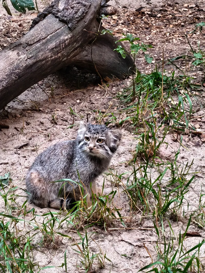ノヴォシビルスク動物園のイヴの子（2026年生まれ）Ⅳの写真