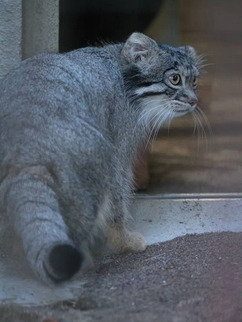野毛山動物園のフィーガの写真