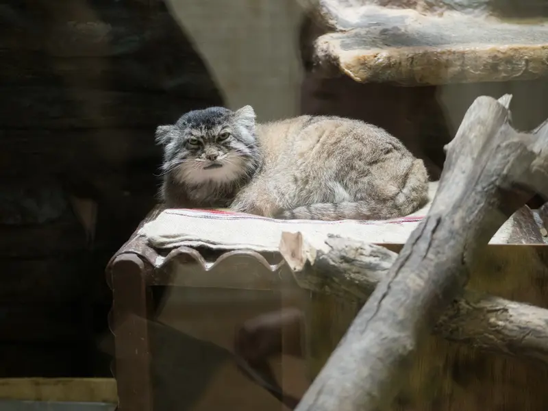 恩賜上野動物園のプリームラの写真