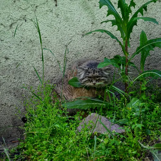 ブダペスト動物園・植物園のボフスの写真
